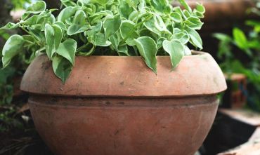 USEFUL TIPS TO TAKE CARE OF YOUR GARDEN PLANTS IN WINTER