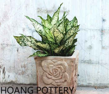 Creating an ideal living space by using flower pots