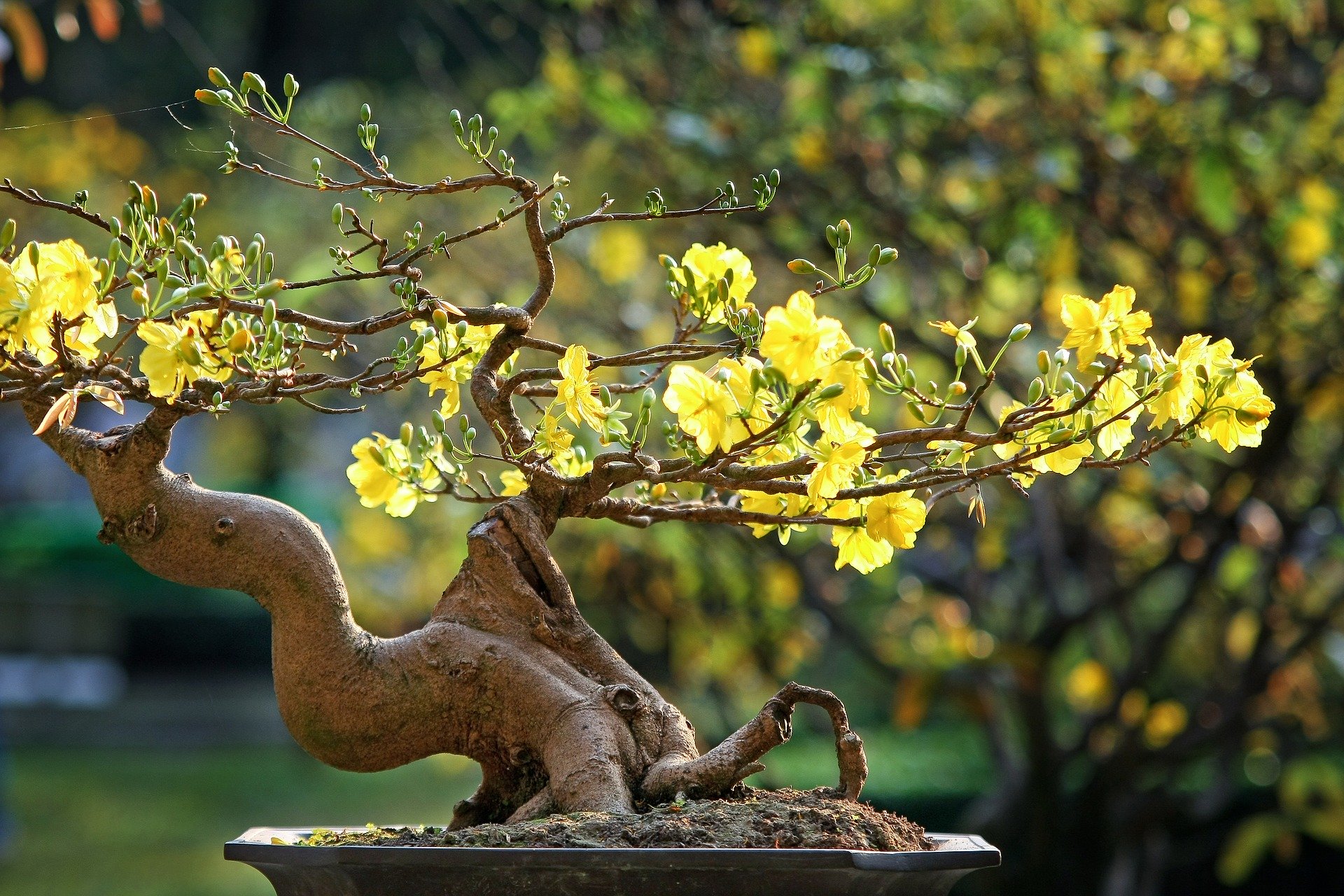 SOME SUGGESTIVE FLOWERS AND PLANTS FOR THE LUNAR NEW YEAR HOLIDAY (TET